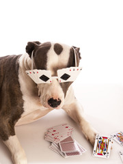 american staffordshire terrier with playing cards - 55724226