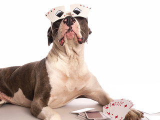 american staffordshire terrier with playing cards