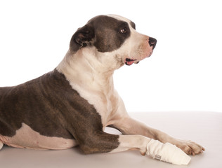 american staffordshire terrier with bandage on his leg