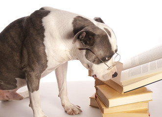 american staffordshire terrier reading a book - 55724236