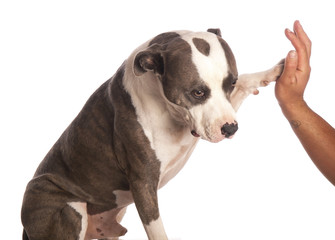 american staffordshire terrier gives a high five