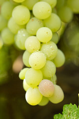 fresh ripe grapes in the countryside. macro