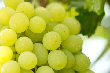 Obraz na płótnie Canvas świeżych dojrzałych winogron, otoczony zielenią. makro