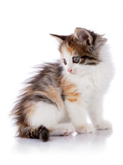 Small Multi-colored kitten sits