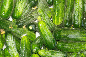 cucumbers in the water as a background