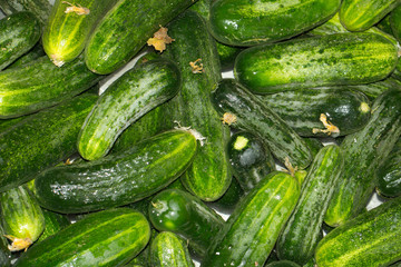cucumbers in the water as a background