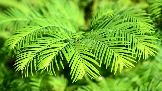 Redwood tree blosing in the wind closeup