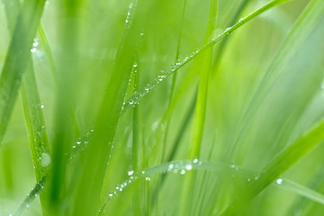 Fototapeta na wymiar water drops on grass in nature. Macro