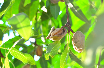 Fototapeta premium Almonds hanging from tree