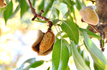 Obraz premium Almond harvest