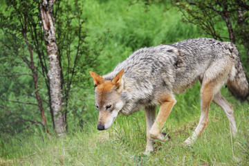 Gray Wolf in forest