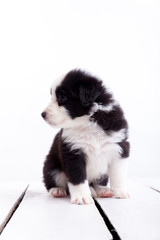 Border collie puppy
