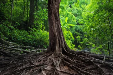 Crédence de cuisine en verre imprimé Arbres Vieil arbre avec de grandes racines dans la forêt verte de jungle