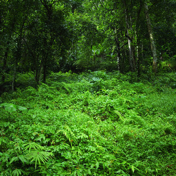 Green nature background. Jungle tropical forest wild landscape