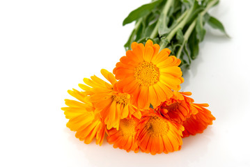 Almost painted marigold