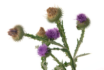 Burdock flowers