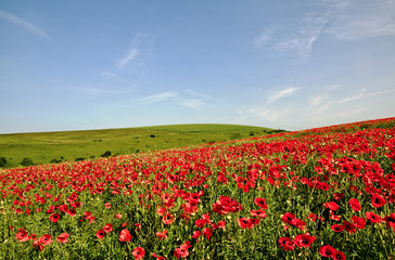 View of a poppy field