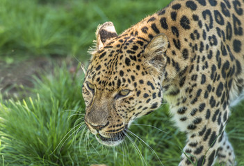 Fototapeta na wymiar Amur Leopard (Panthera pardus orientalis)