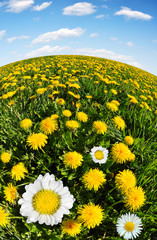 Obraz premium dandelions with daisies on the meadow with blue sky