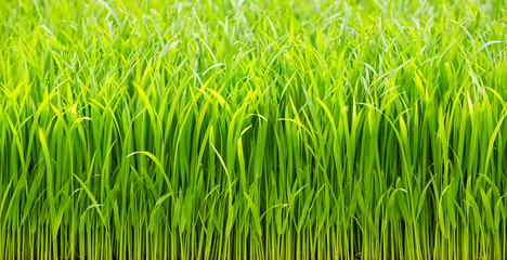 Fototapeta na wymiar Rice sprouts
