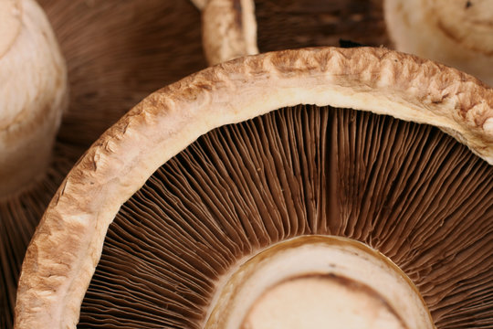 Portobello Mushrooms