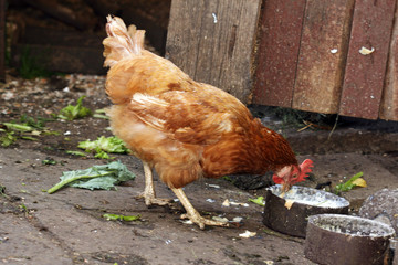 domestic brown henwith animal food in henhouse
