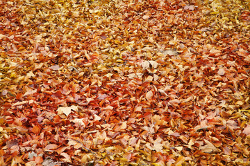 Autumn leaves background