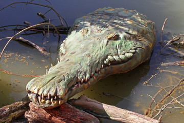 Obraz premium Old crocodile