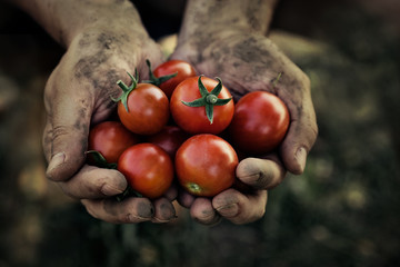 Tomato harvest - 55737468