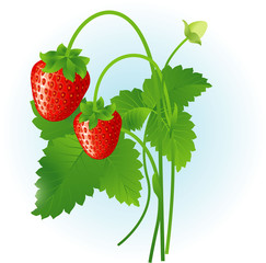 Strawberry. Vector.