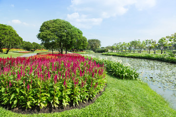 landscape garden with blooming flowers