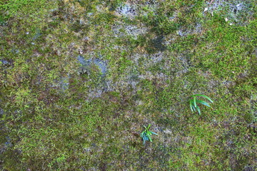 Green Moss  Seamless Tileable Texture
