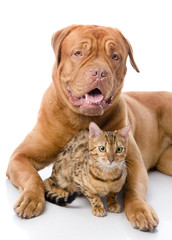 Dogue de Bordeaux (French mastiff) and Bengal cat
