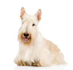 Scottish Terrier in front view. isolated on white background