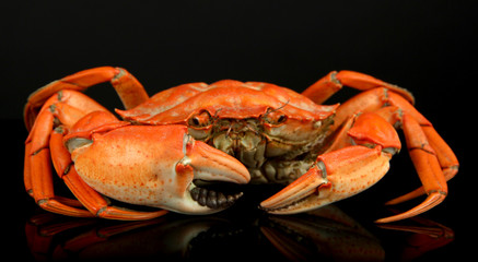 Boiled crab isolated on black