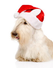 Scottish Terrier in red christmas Santa hat. isolated on white 