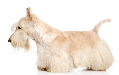 Scottish Terrier isolated on white background