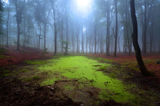 Mystic fantasy fog into the forest