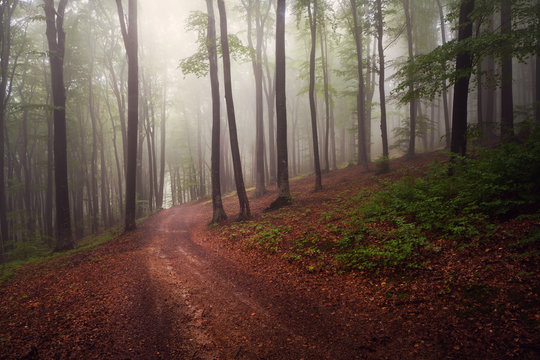 Mystic fantasy fog into the forest