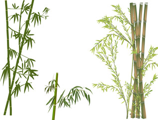isolated green bamboo branches