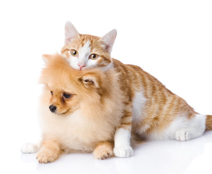 cat embraces a  dog. looking at camera. isolated on white 
