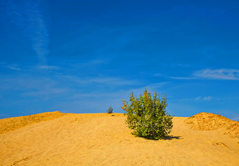Lonely shrub on the sand hill in sunny day