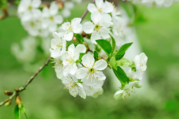 Cherry flowers
