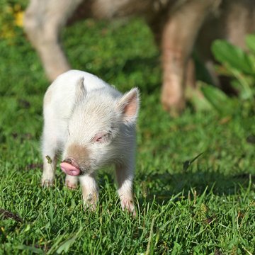 Piglet on background of meadow