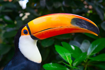 Naklejka premium Colorful tucan