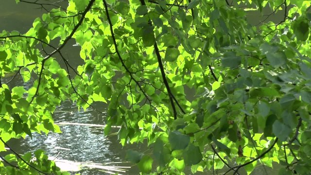 Flowing river and green reeds