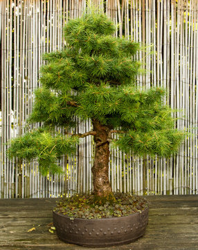 Japanischer Garten  Bonsai Baum