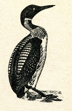 Black-throated Loon (Gavia arctica)