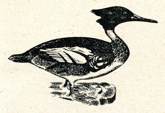 Red-breasted Merganser (Mergus serrator)