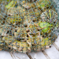 Group of frog at the market - China © lapas77